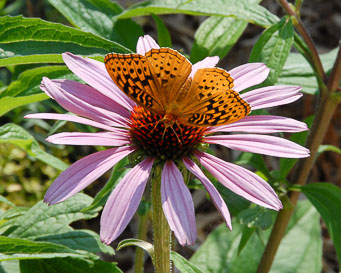 Butterfly and Flower - Photo Copyright 2020 Brian Raub